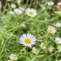 エリゲロン,ペラペラヨメナ,花壇,素敵な出会いに感謝,歩道の画像