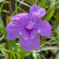 ヤナギバルイラソウ,元気な花,幸せの青い花,暑さに負けるな,青い花マニアの画像