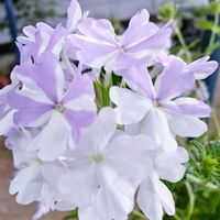 ハナトラノオ,スーパーベナ アイストゥインクル,ニチニチソウ夏桜,花のある暮らし♡,おうち園芸の画像