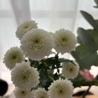 キクの画像