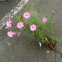 コスモス,お出かけ先の画像