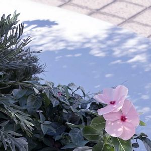 ニチニチソウ,寄せ植え,散歩,暑さに強い,夏の暑さに強い花の画像