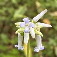 クサボタン,ハクサンシャジン,ツリガネニンジン,山野草,花のある暮らしの画像