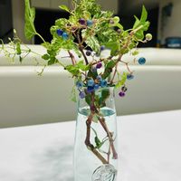 ノブドウ,ネコ好き,カラーリーフ,お庭,お花のある暮らしの画像