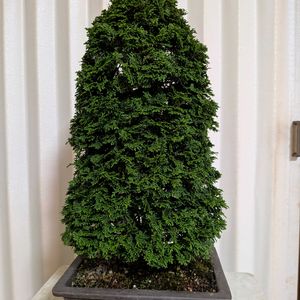 盆栽,今日を今を生きることの画像