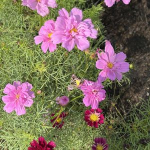 コスモスダブルクリック,ガーデニング,花のある暮らし,ナチュラルスタイル,おうち園芸の画像
