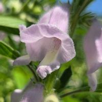 ゴマ,胡麻,ゴマの実,種から,今日のお花の画像