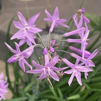 ツルバキア,ツルバキア,公園,鉢植え,花壇の画像
