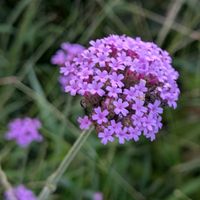 ヤナギハナガサ,可愛い〜♡,紫の花,暑さに負けるな,白いはなの画像