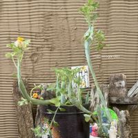 七宝樹,七宝樹錦,多肉植物,暴れ多肉,ゆいまま産の画像