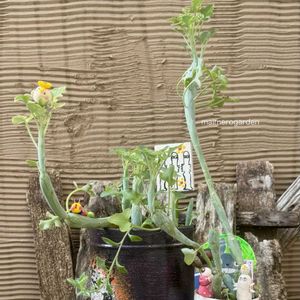 七宝樹,七宝樹錦,多肉植物,暴れ多肉,ゆいまま産の画像
