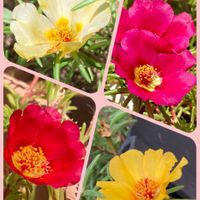 オクラ,キュウリ,マツバボタン,白雪姫,永楽の画像