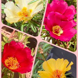 オクラ,キュウリ,マツバボタン,白雪姫,永楽の画像