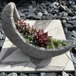 ロメオ,ロメオ,サンスター,多肉植物,多肉寄せ植えの画像