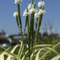 斑入りヤブラン,いね,バーベナハスタータ,今日の１枚,ほんとうの空のある福島の画像