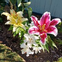 ユリ,ユリの花,ユリ科,カナダの画像