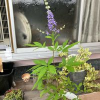 セイヨウニンジンボクの画像