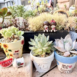 トリカラー,コルテス,アレナス,コロラータ×リラシナ,多肉植物の画像
