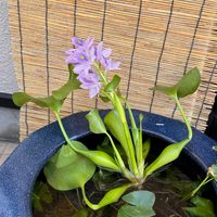 ホテイアオイ,水草,綺麗,水草・ホテイアオイ,HTC No.178の画像