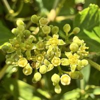 ノブドウ,果実.,山野草,在来種,スマホ写真の画像