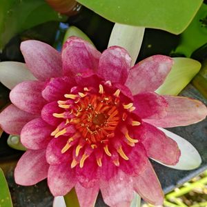ゴーヤ,ホテイアオイ,ミニトマト,睡蓮,睡蓮の画像