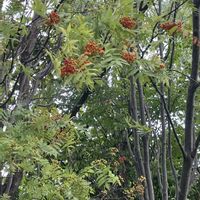 アザミ,ナナカマドの画像
