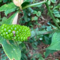 ユキモチソウの画像