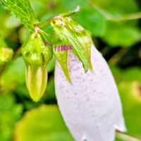 ホタルブクロ,ノリウツギ　花,ノリウツギ　対生,山野草,草花観察の画像