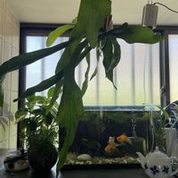 ポトス,コーヒーの木,ダバリア　ラビットフッド,アナカリス,多肉植物の画像