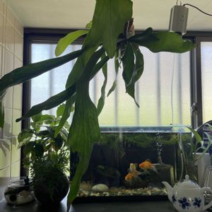 ポトス,コーヒーの木,ダバリア　ラビットフッド,アナカリス,多肉植物の画像