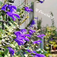 サルビア,宿根草,メドーセージ,ガーデニング,多年草の画像