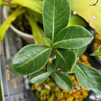 アデニウム アラビカム,アデニウム・アラビカム,塊根植物,実生の画像