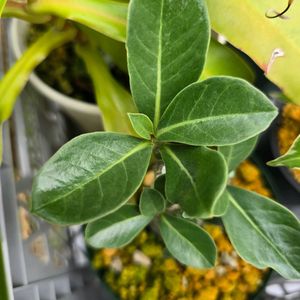 アデニウム アラビカム,アデニウム・アラビカム,塊根植物,実生の画像