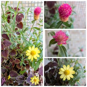 寄せ植え,植物園,多肉植物,植物のある暮らし,植物大好きの画像