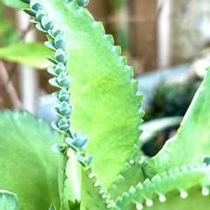 セイロンベンケイソウ,マザーリーフ,お散歩,温室の植物,千葉市都市緑化植物園の画像