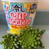 ツメレンゲ,爪蓮華,多肉植物,いただきもの,GSに感謝。の画像