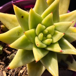 アガボイデス,アガボイデスhyb,Echeveria Agavoides hyb,花のある暮らし,多肉女子の画像