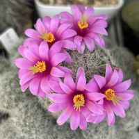 マミラリア オリビアエ,サボテンの花,ピンクの花の画像