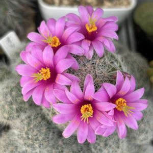 マミラリア オリビアエ,サボテンの花,ピンクの花の画像