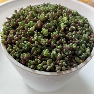 パープルへイズ,テラスの画像