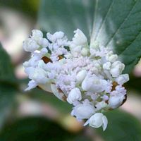 タマアジサイ,玉紫陽花,コセンダングサ,小栴檀草,タマアジサイ（玉紫陽花）の画像