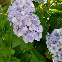 アジサイ,家で咲いている花の画像