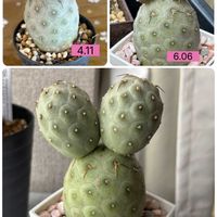 サボテン,テフロカクタス ゲオメトリクスの画像