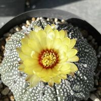 サボテン,バリダ,ゴルゴニス,ミラクル兜,多肉植物の画像