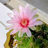 サボテン,多肉植物,サボテンの花,元気に育て♡の画像