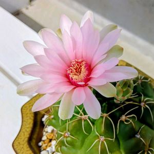 サボテン,多肉植物,サボテンの花,元気に育て♡の画像
