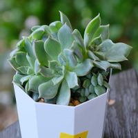 多肉植物,ベランダガーデニング,多肉植物のある暮らし,癒し…♡,多肉大好き❤️の画像