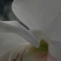 グラジオラス,大好きな花,シルエット❤︎,風の中,ヒカリの画像