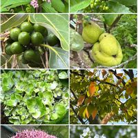 カラミンサ,千両の実,桜の葉っぱ,シロダモの実,元気カラーの画像