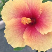 ハイビスカス,小さな花壇,ガーデニング初心者,小さな庭の画像